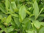 Elettaria cardamomum
